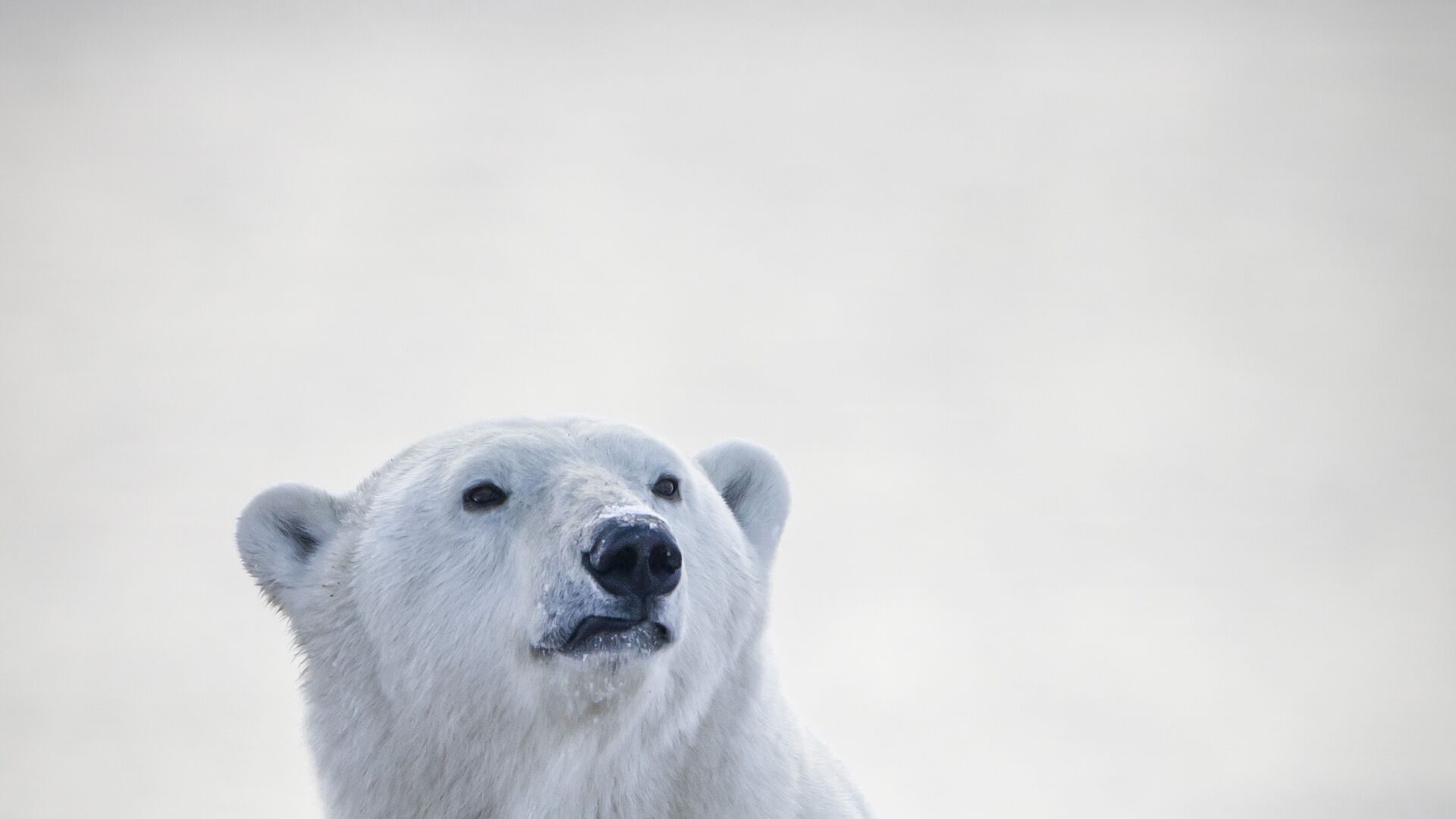 A polar bear lifting its head against a pale sky
