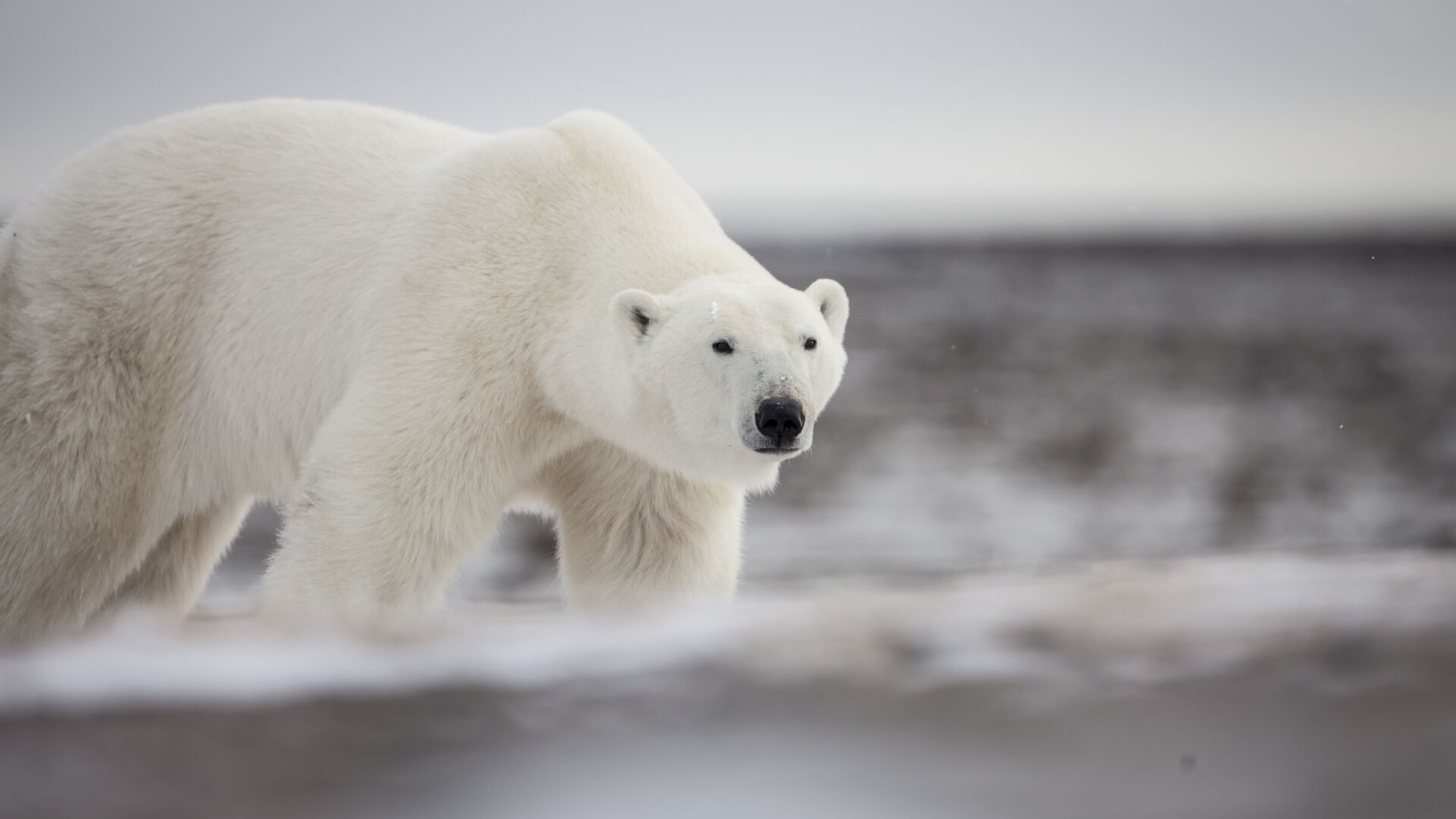 A polar bear walking along a bank of snow and ice
