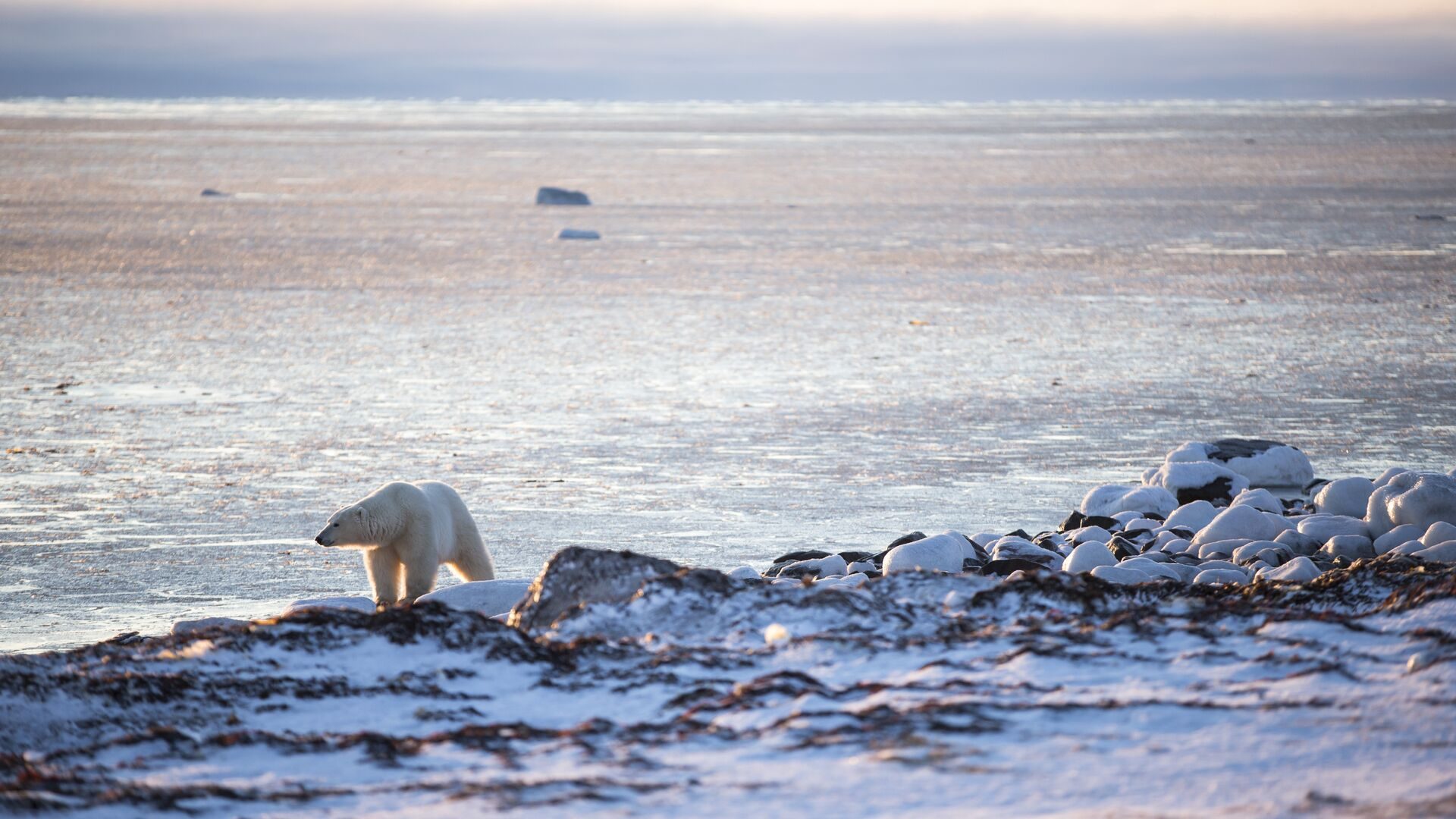 A polar bear on the rocky, ice-edged shoreline of Hudson Bay