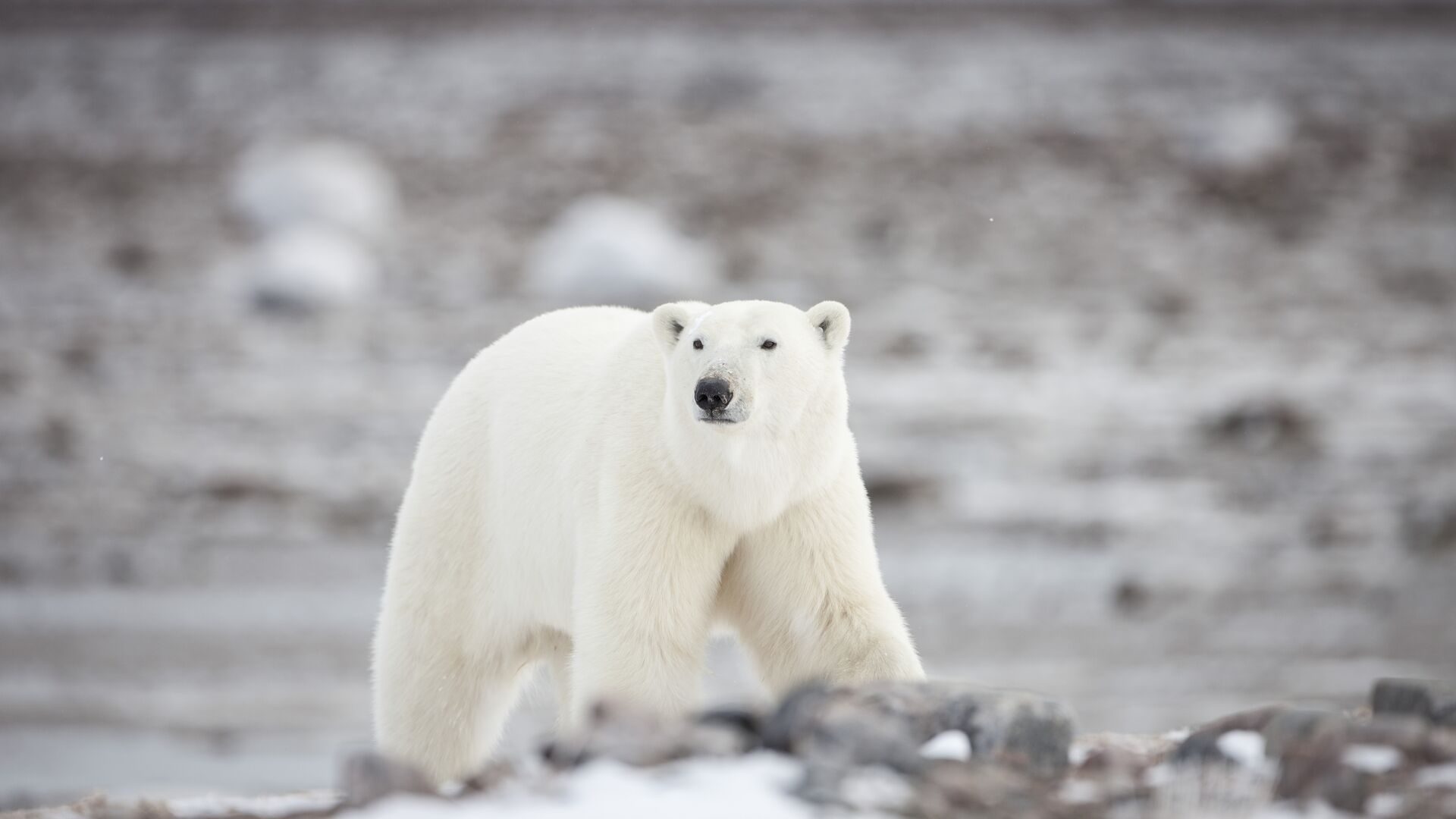 A polar bear walking over rocky tundra