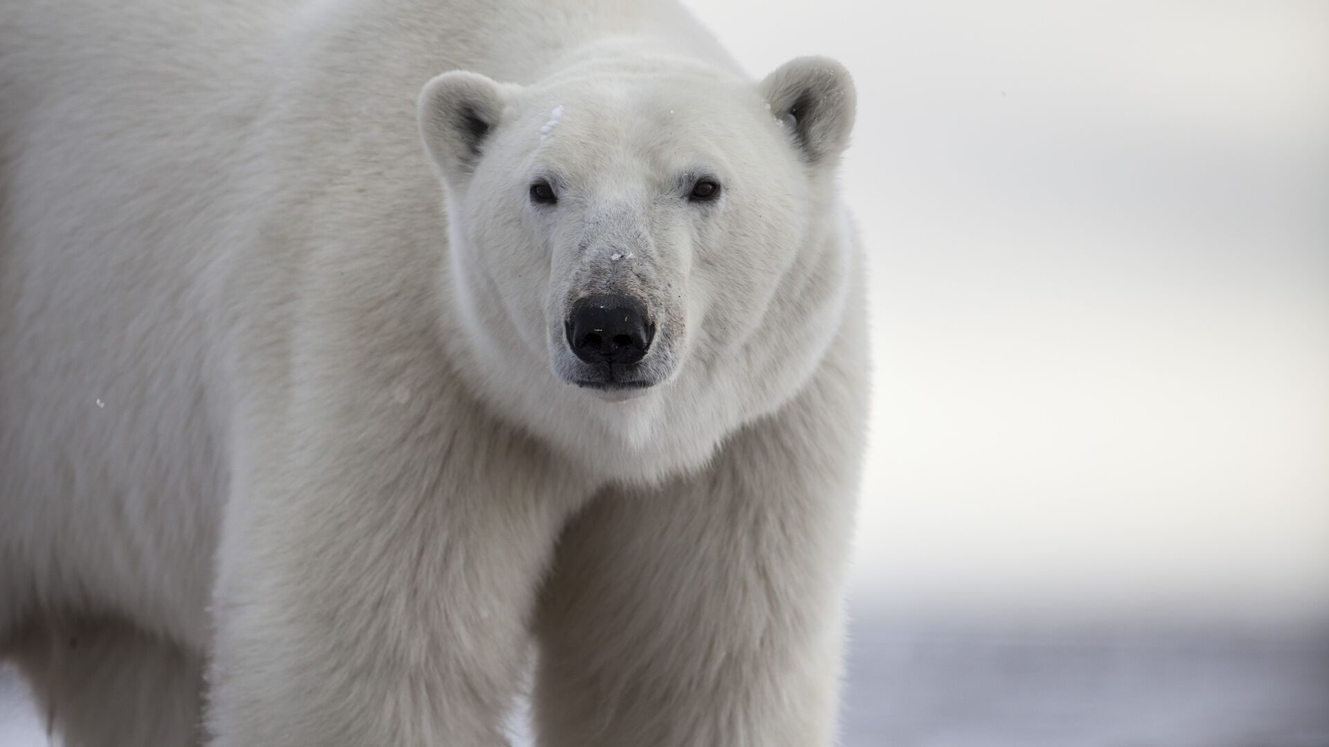 A polar bear facing the camera at close range