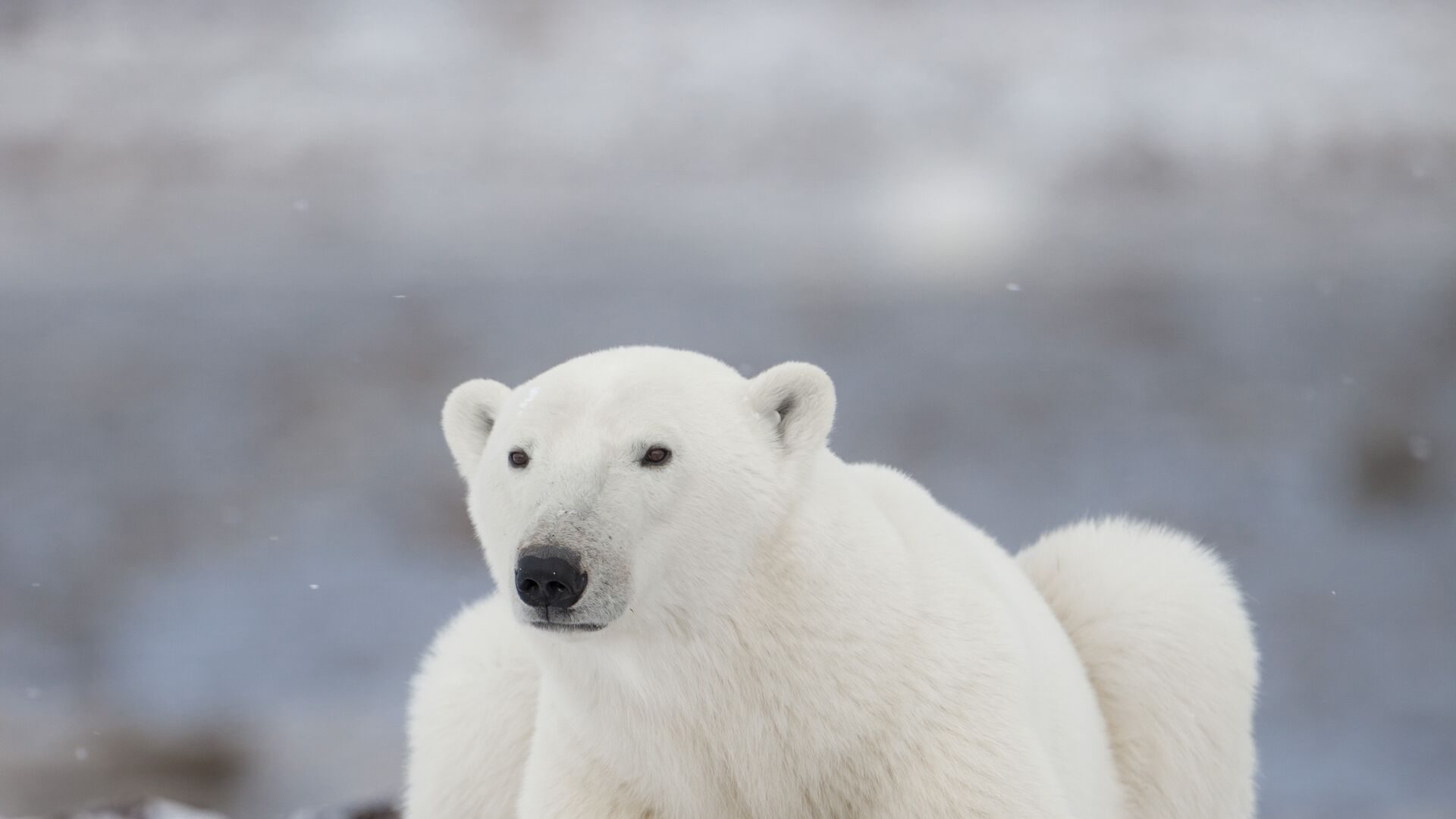 A polar bear resting on the snow, looking toward the camera