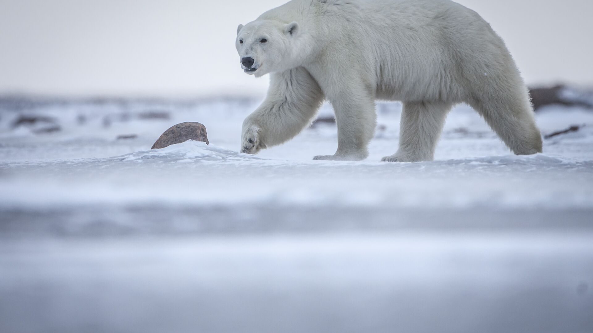 A polar bear walking across snowy ground near Hudson Bay