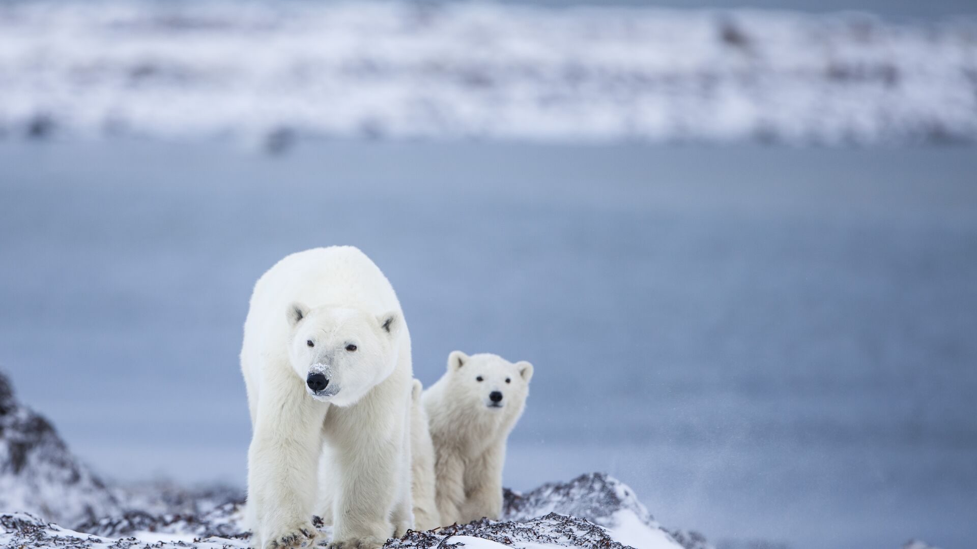 A polar bear mother with her cub on the snow