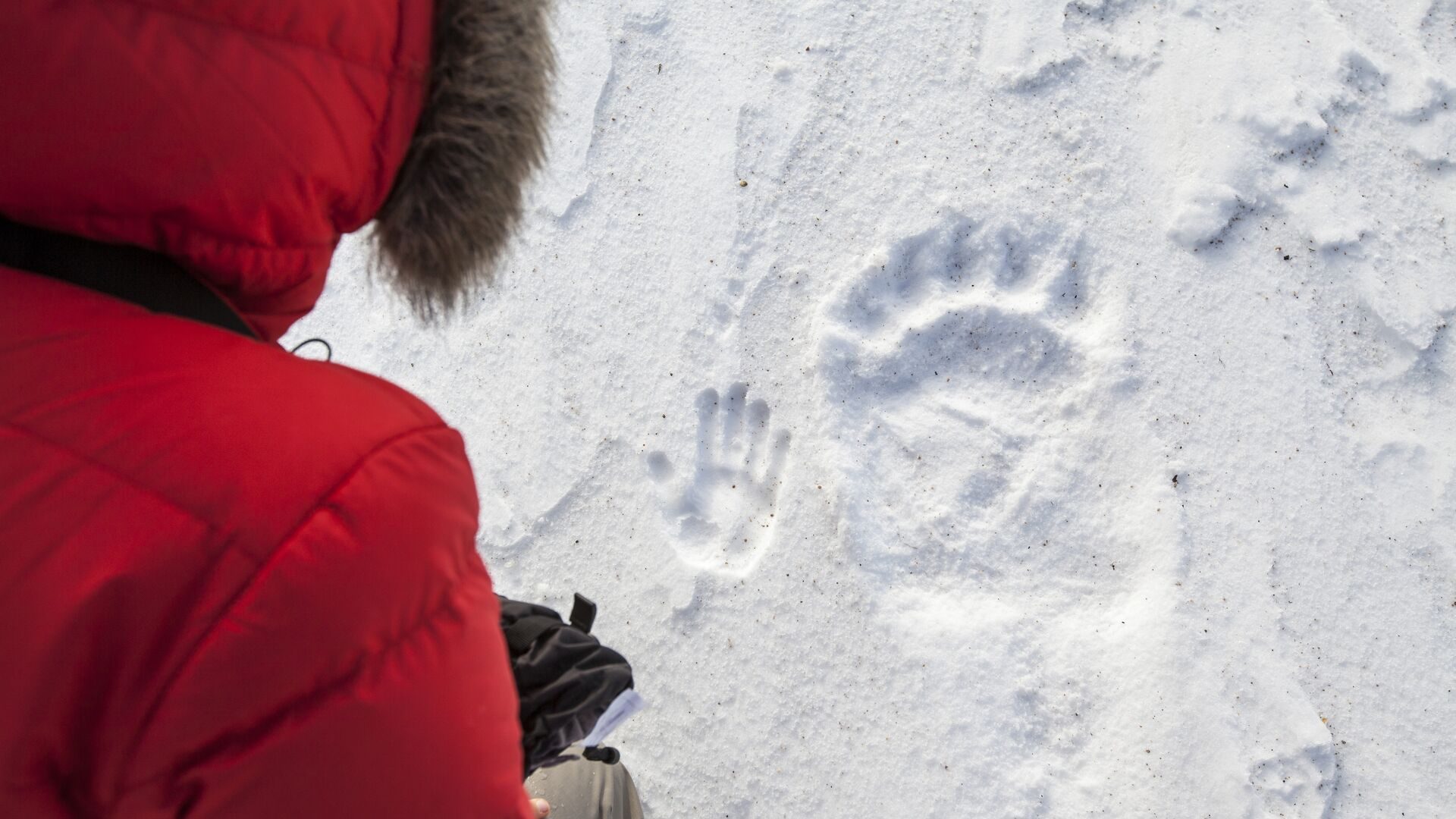 A polar bear paw print in fresh snow beside a guest in a red parka