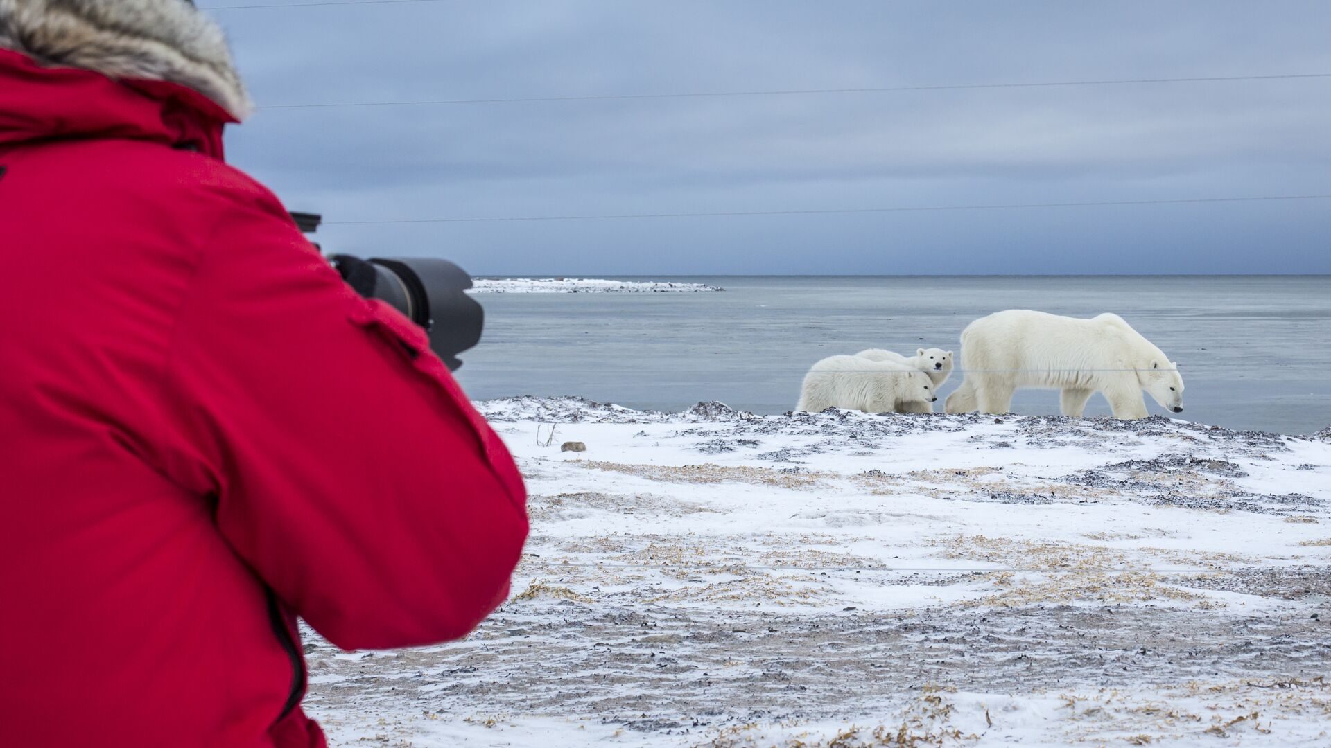 A visitor in a red parka photographing a polar bear and two cubs on the shore of Hudson Bay
