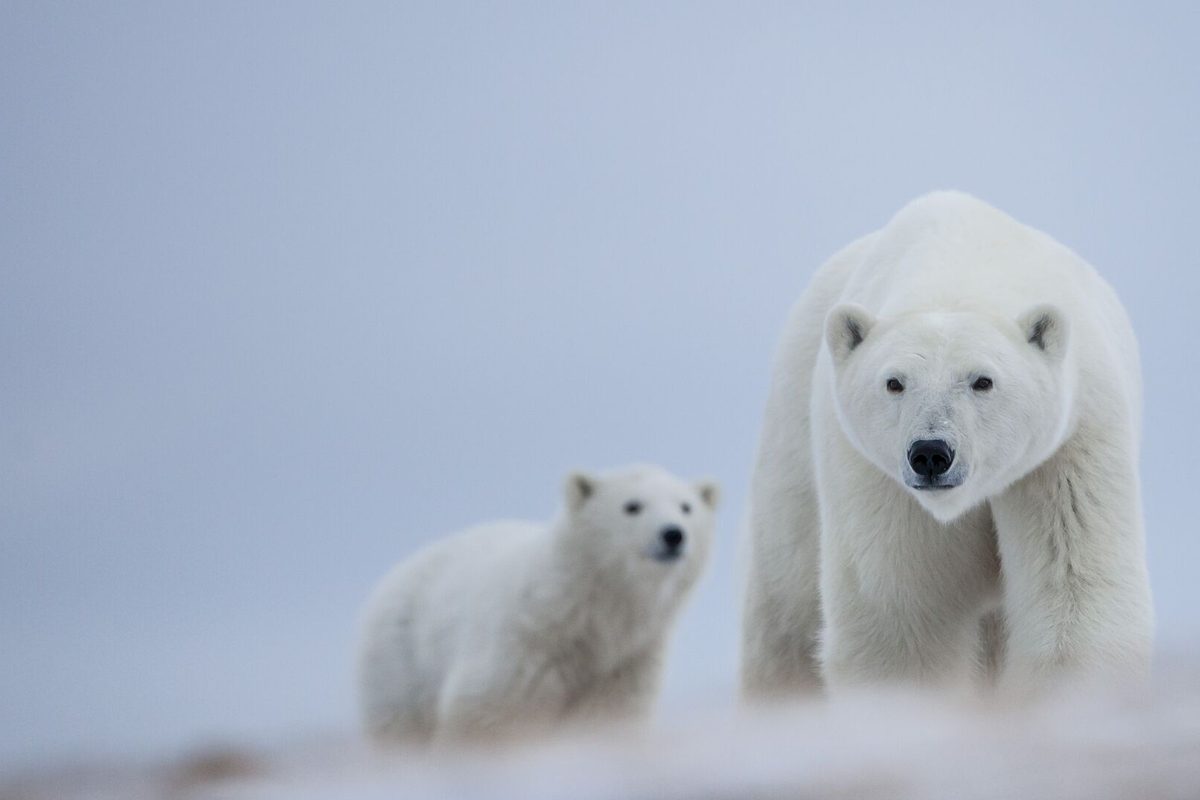 A polar bear mother and cub on the snow