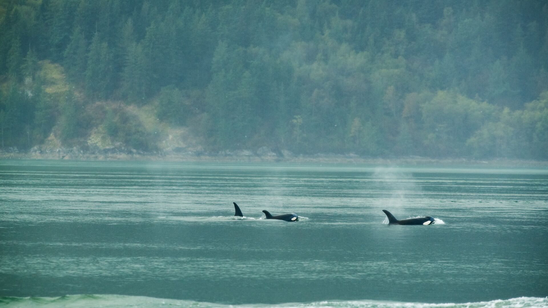 Orcas surfacing in a calm green bay with forested hills behind