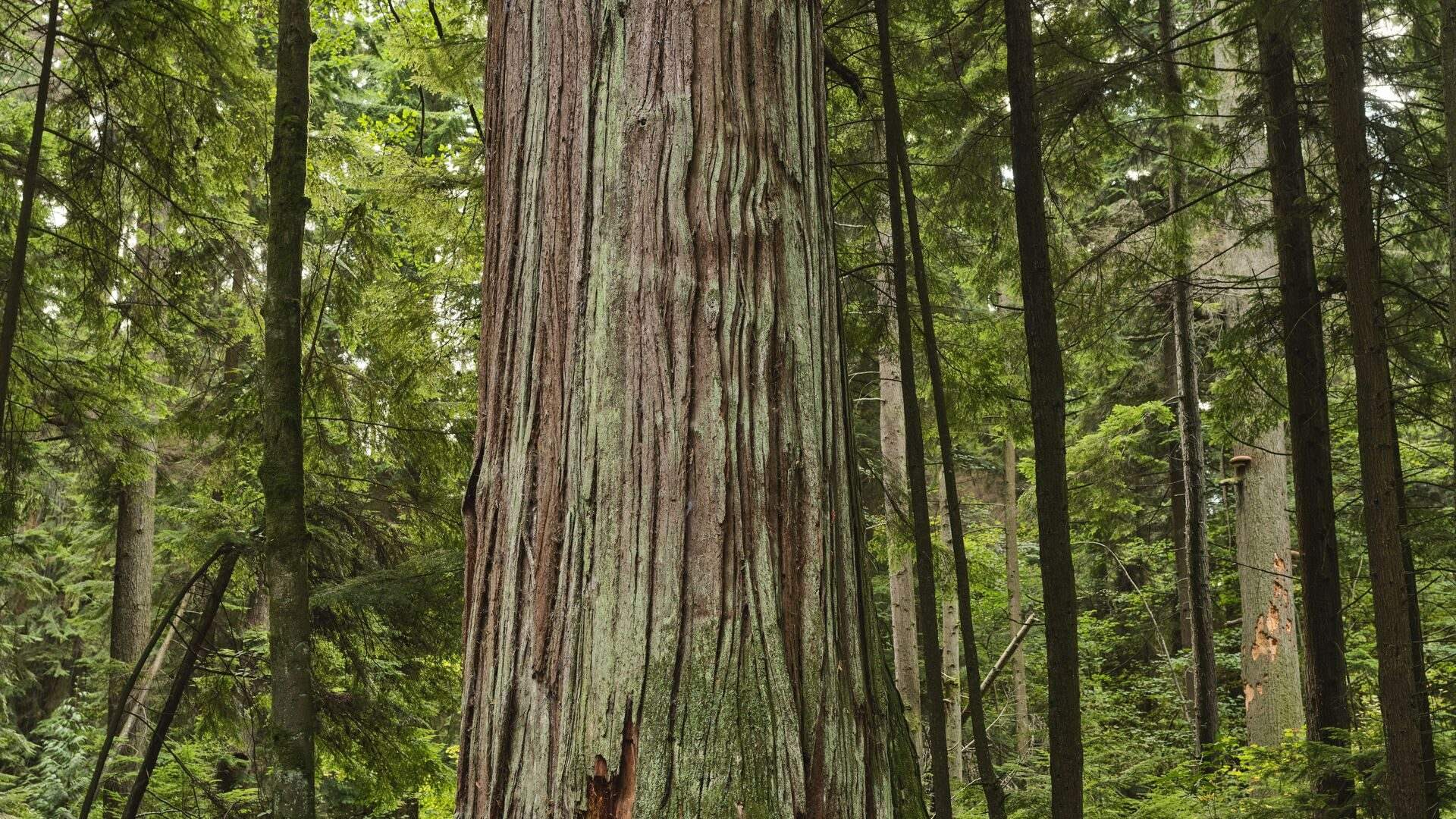 Tall cedars in the forest of Stanley Park