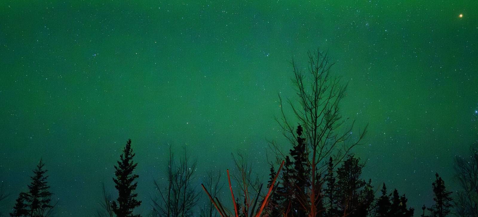 Green northern lights above spruce trees at Tracy's Cabin